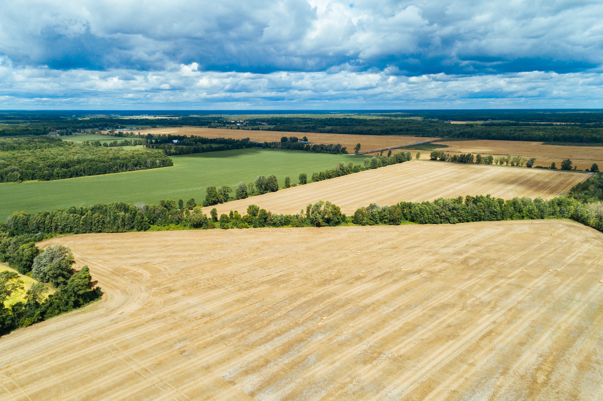 A vast field, on a cloudy summer day